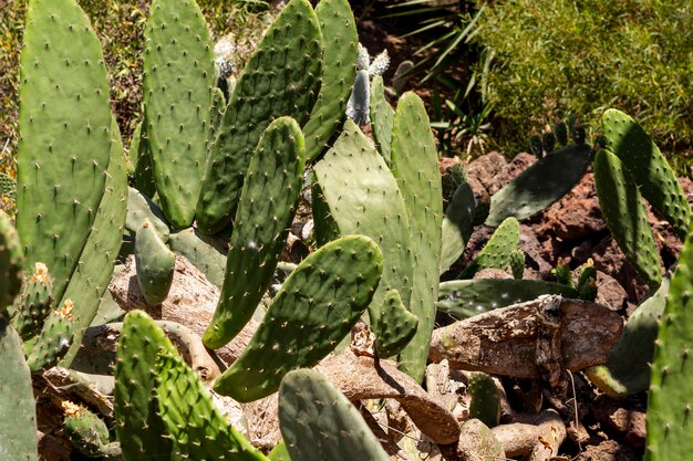 Gros plan de cactus dans une journée ensoleillée