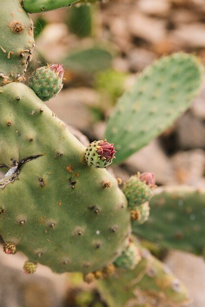 Gros plan, cactus, fleur