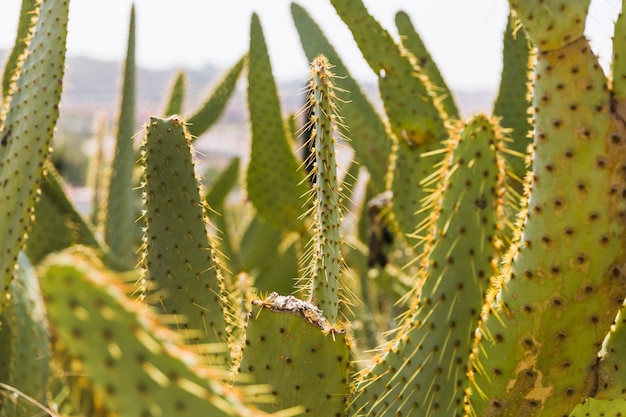 Gros plan, cactus, plante