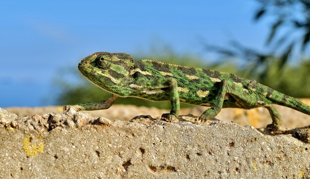 Gros plan sur un caméléon méditerranéen gardant son équilibre sur la pointe des pieds sur un mince mur de briques