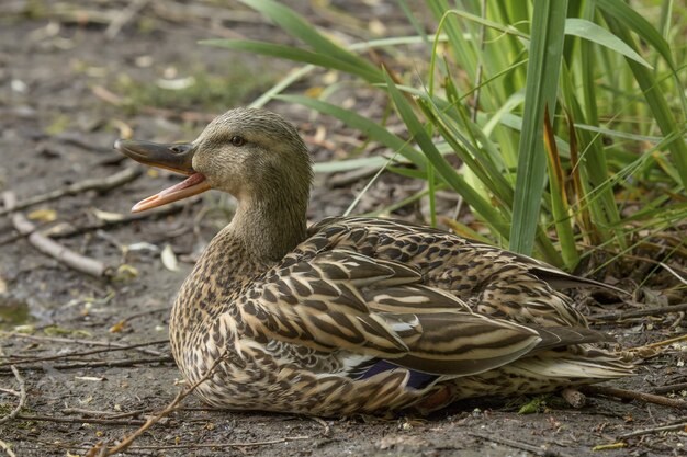 Gros plan d'un canard assis sur le sol près de plantes tout en charlatanisme avec un arrière-plan flou