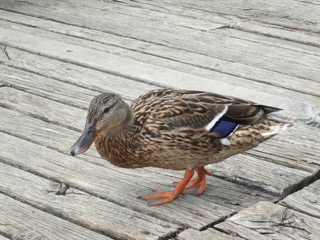 Photo gratuite gros plan d'un canard colvert sur un plancher en bois