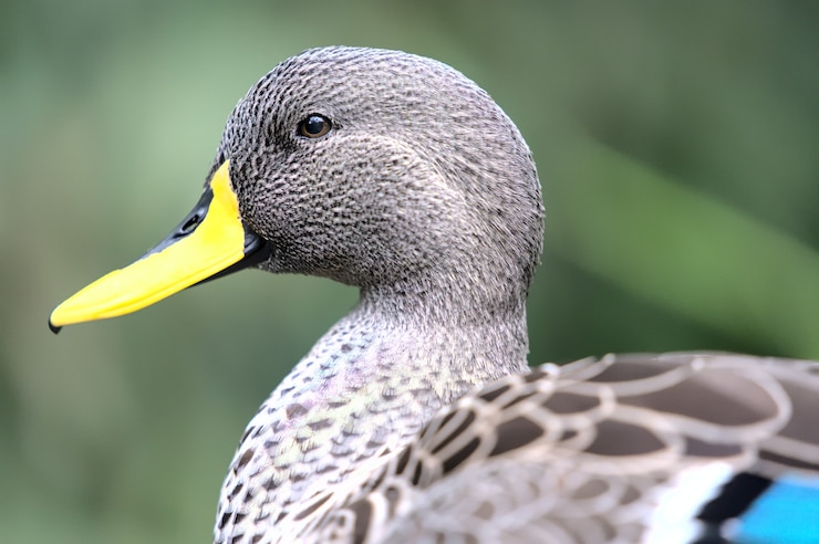 Photo gratuit gros plan, de, canard gris