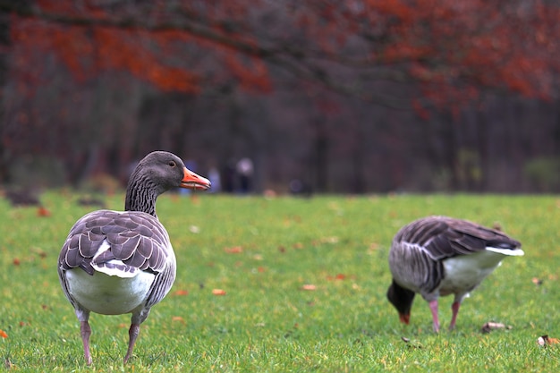 Gros plan de canards bruns marchant dans un parc avec des arbres sur un flou pendant l'automne