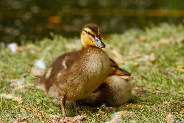 Gros plan de canetons sur l'herbe