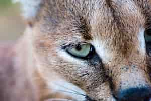 Photo gratuite gros plan d'un caracal sauvage aux yeux verts