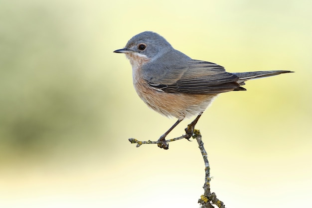 Gros plan d'un catbird gris perché sur une branche d'arbre