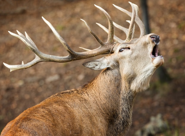 Gros plan d'un cerf bâillant avec de belles cornes