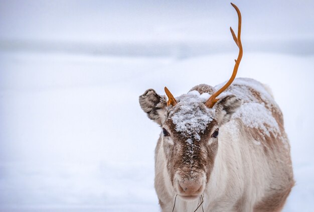 Gros plan d'un cerf avec une corne debout sur le sol enneigé dans la forêt en hiver