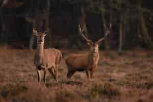 Photo gratuite gros plan sur un cerf dans une forêt