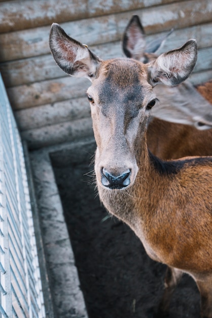 Gros plan, cerf, grange