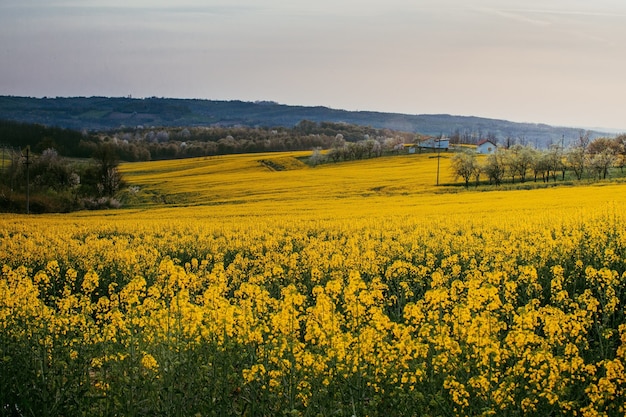 Photo gratuite gros plan d'un champ de fleurs jaunes