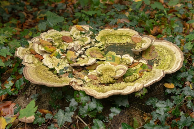 Photo gratuite gros plan des champignons champignons verts poussant sur la croissance entourée d'herbe et de feuilles