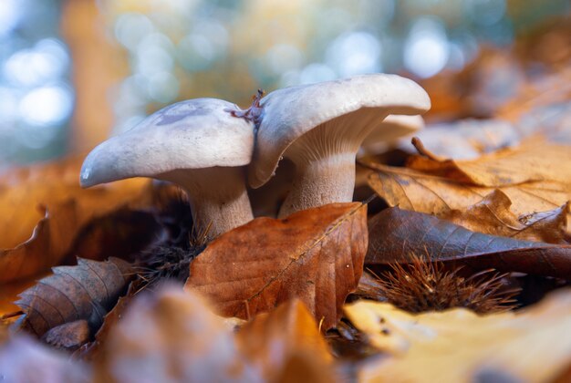 Gros plan de champignons cultivés dans les feuilles séchées dans la New Forest, près de Brockenhurst, Royaume-Uni