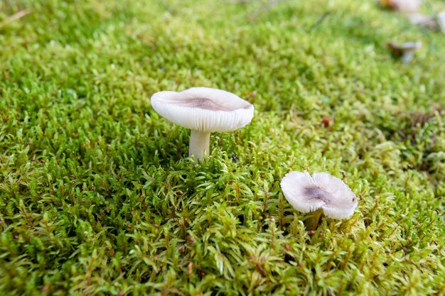 Gros plan de champignons dans un parc