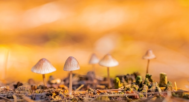 Photo gratuite gros plan de champignons mycena dans une plantation de forêts de pins dans la forêt de tokai cape town