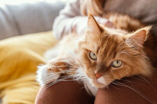 Gros plan chat assis sur le propriétaire