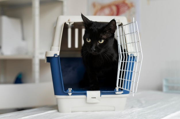 Gros plan sur un chat à la clinique vétérinaire