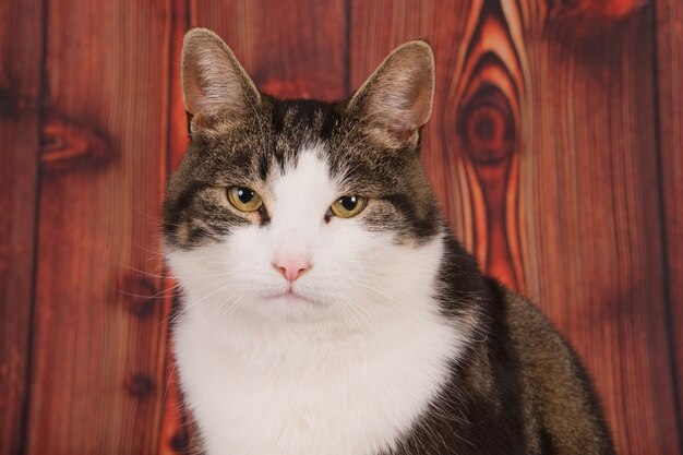 Gros plan d'un chat en colère sur une surface en bois