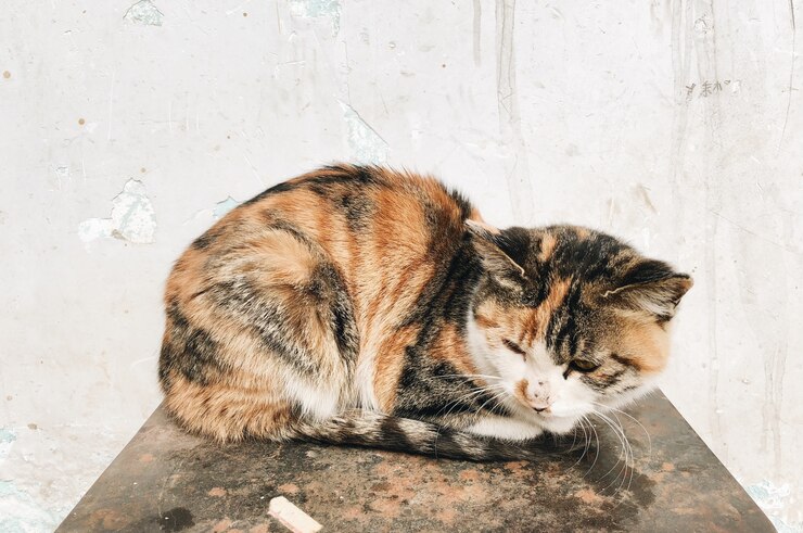 Photo gratuit gros plan d'un chat domestique mignon