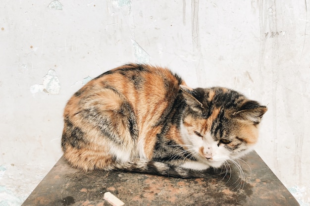 Gros plan d'un chat domestique mignon