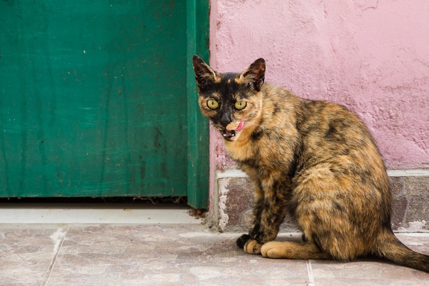 Gros plan d'un chat écaille assis sur le sol à l'extérieur