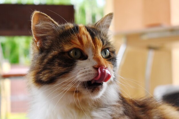 Gros Plan De Chat Errant En Colere Le Chat Affame Miaule Bruyamment Photo Premium