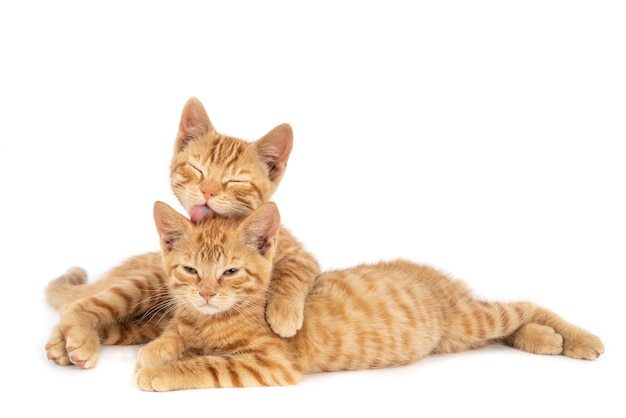 Gros plan d'un chat gingembre étreindre et lécher l'autre isolé sur un mur blanc