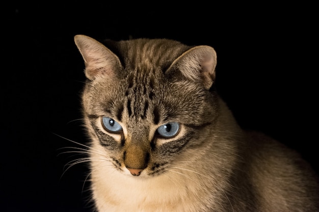 Gros plan d'un chat gris aux yeux bleus sur fond noir