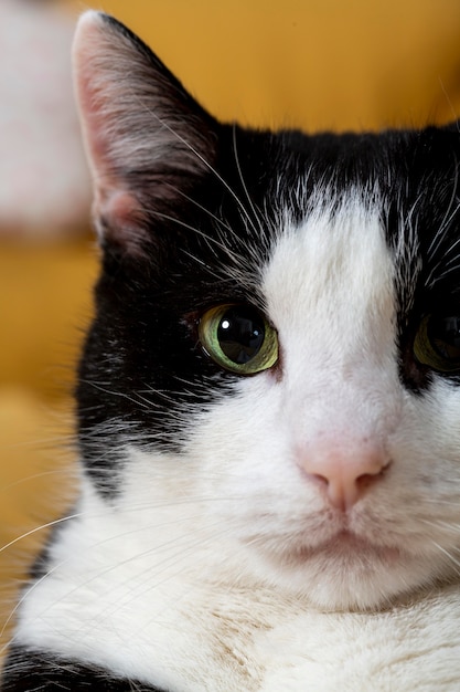 Gros plan de chat mignon à l'intérieur