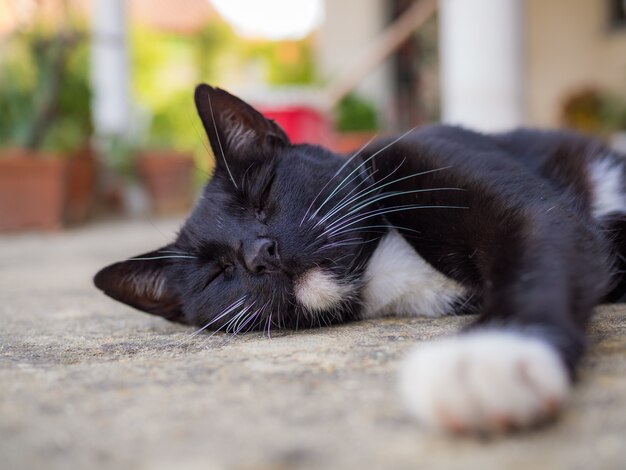 Gros plan d'un chat noir dormant sur le sol