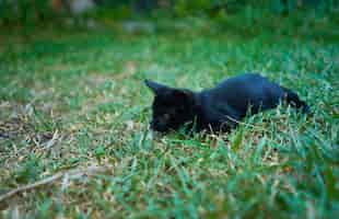 Photo gratuite gros plan d'un chat noir ludique sur une herbe verte dans un jardin