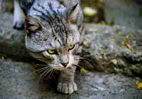 Photo gratuite gros plan d'un chat sans-abri errant avec un joli visage déterminé à erevan, arménie