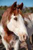 Photo gratuite gros plan sur le cheval dans la nature