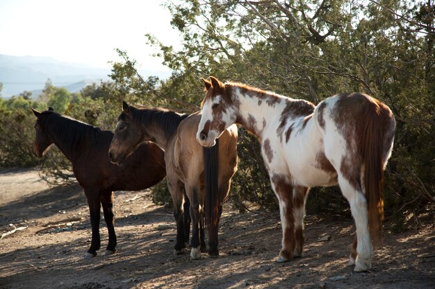 Gros plan sur le cheval dans la nature