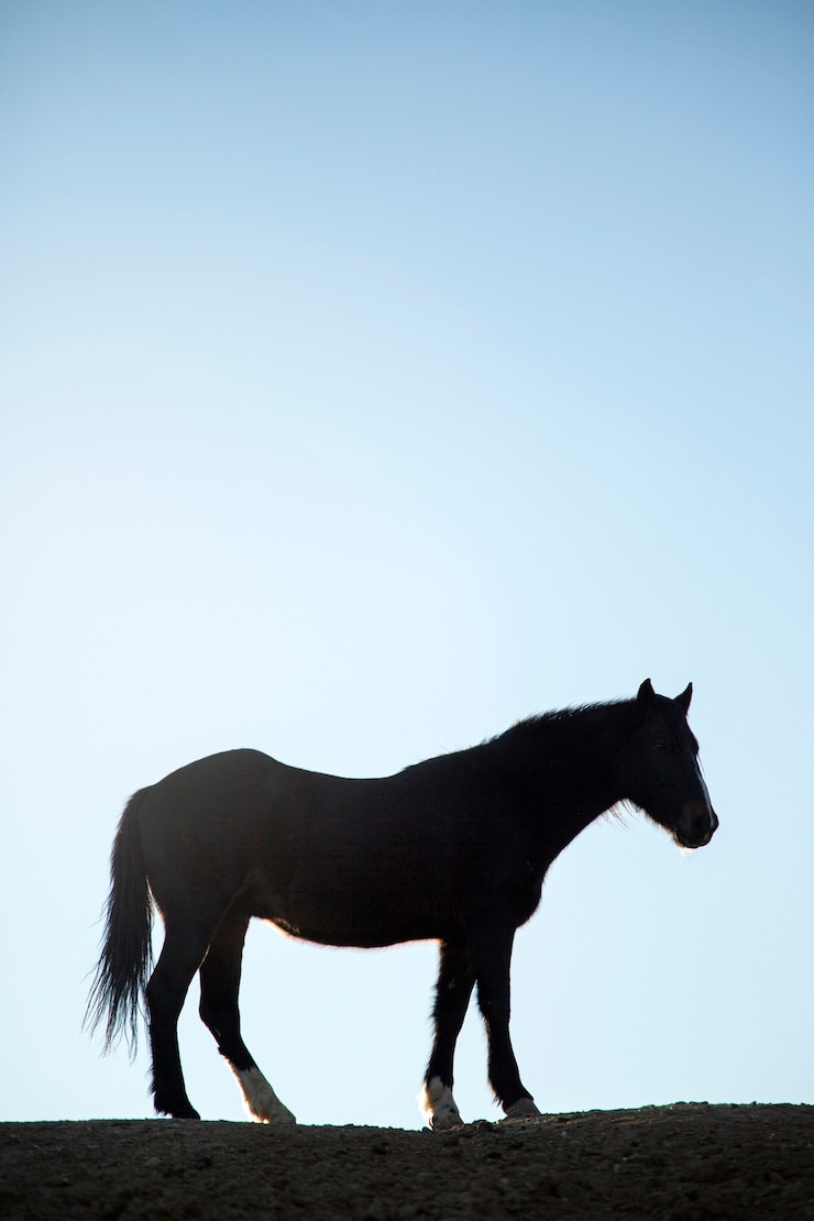 Photo gratuit gros plan sur le cheval dans la nature
