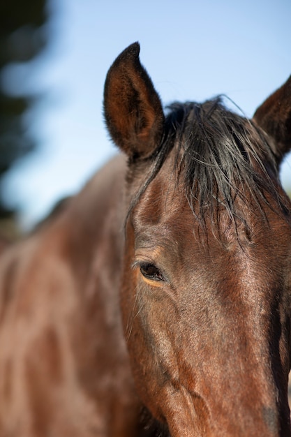 Photo gratuite gros plan sur le cheval dans la nature