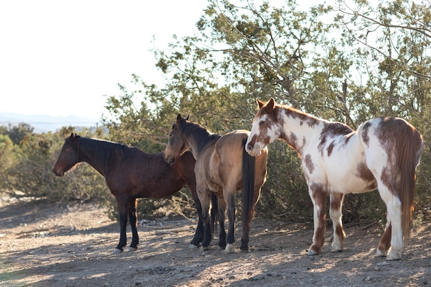 Gros plan sur le cheval dans la nature