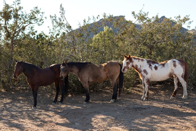 Photo gratuite gros plan sur le cheval dans la nature