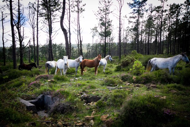 Gros plan de chevaux blancs et bruns dans une forêt avec une densité rare d'arbres et d'herbe verte