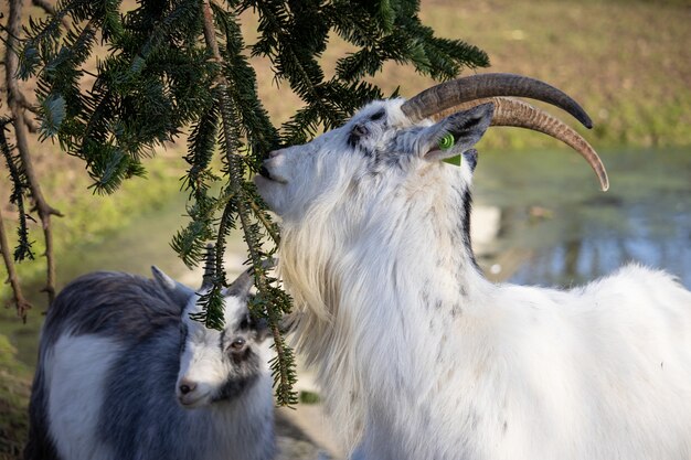 Gros plan d'une chèvre blanche avec une étiquette verte sur son oreille de manger d'un épinette