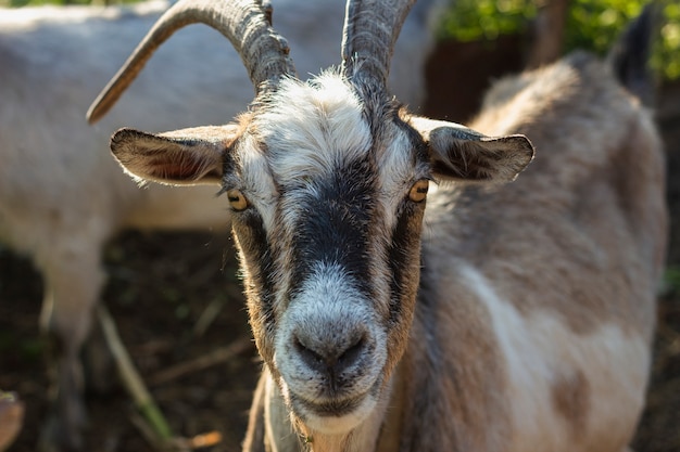 Gros plan d'une chèvre à la ferme en regardant la caméra