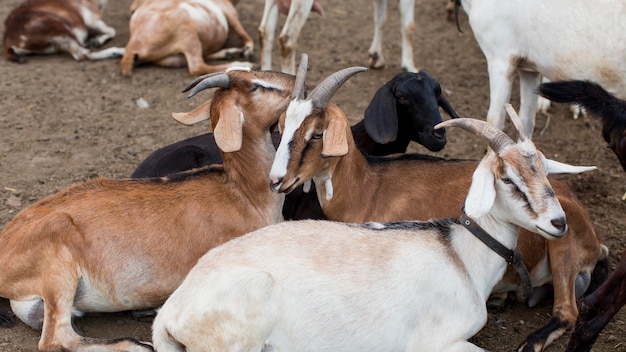 Gros plan des chèvres à la ferme