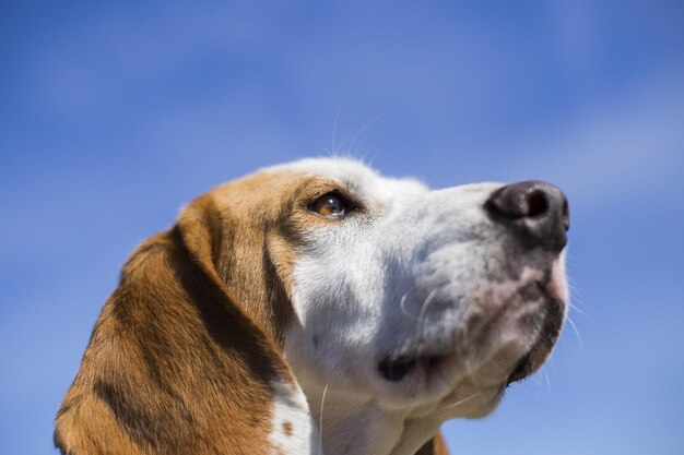 Un gros plan de chien brun et blanc avec de longues oreilles de type harrier