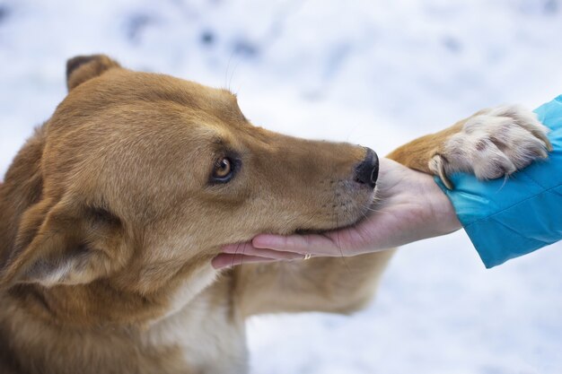 Gros plan d'un chien brun sous la neige tenant la main d'une femme