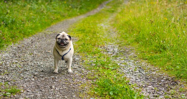 Gros plan d'un chien sur un chemin de roche vide