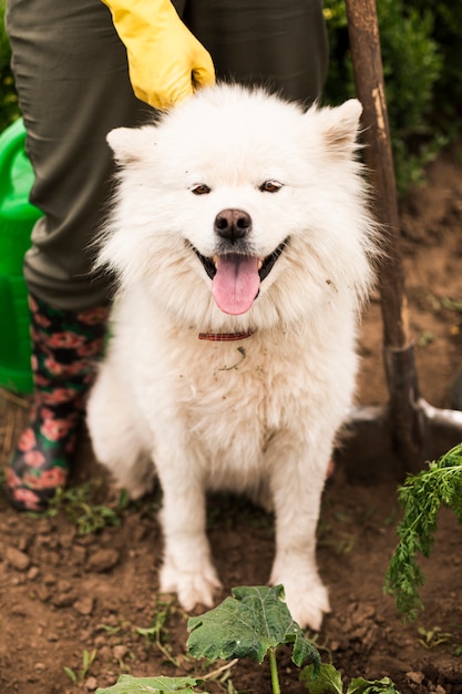 Gros plan, chien fermier, dans, jardin