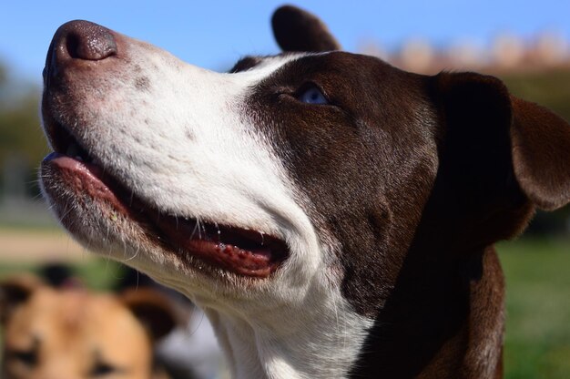 Gros plan d'un chien mignon sous la lumière du soleil