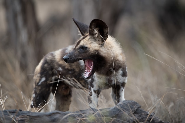 Photo gratuite gros plan d'un chien sauvage africain avec une bouche grande ouverte