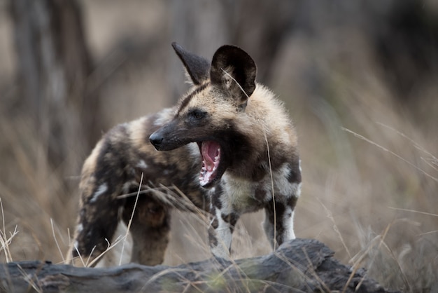 Gros plan d'un chien sauvage africain avec une bouche grande ouverte